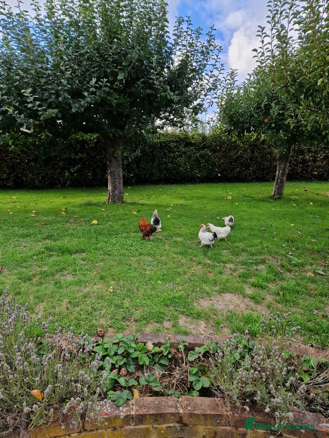 Chickens poultry for sale: Pekin bantams for sale  - Image 13
