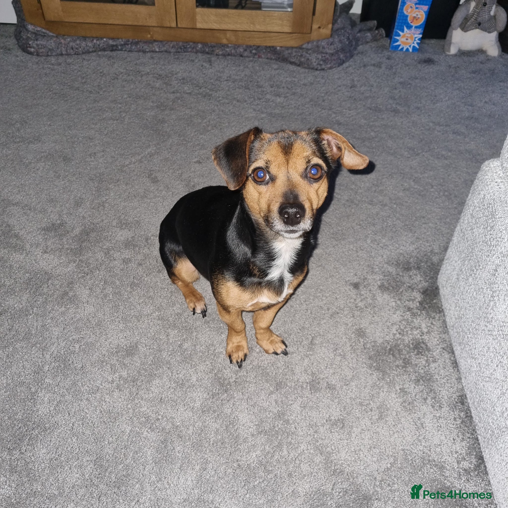 Jack Russell dogs Jack Russel Terrier - Advert 5