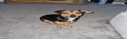 Jack Russell dogs for sale: Jack Russel Terrier in York - Advert 1