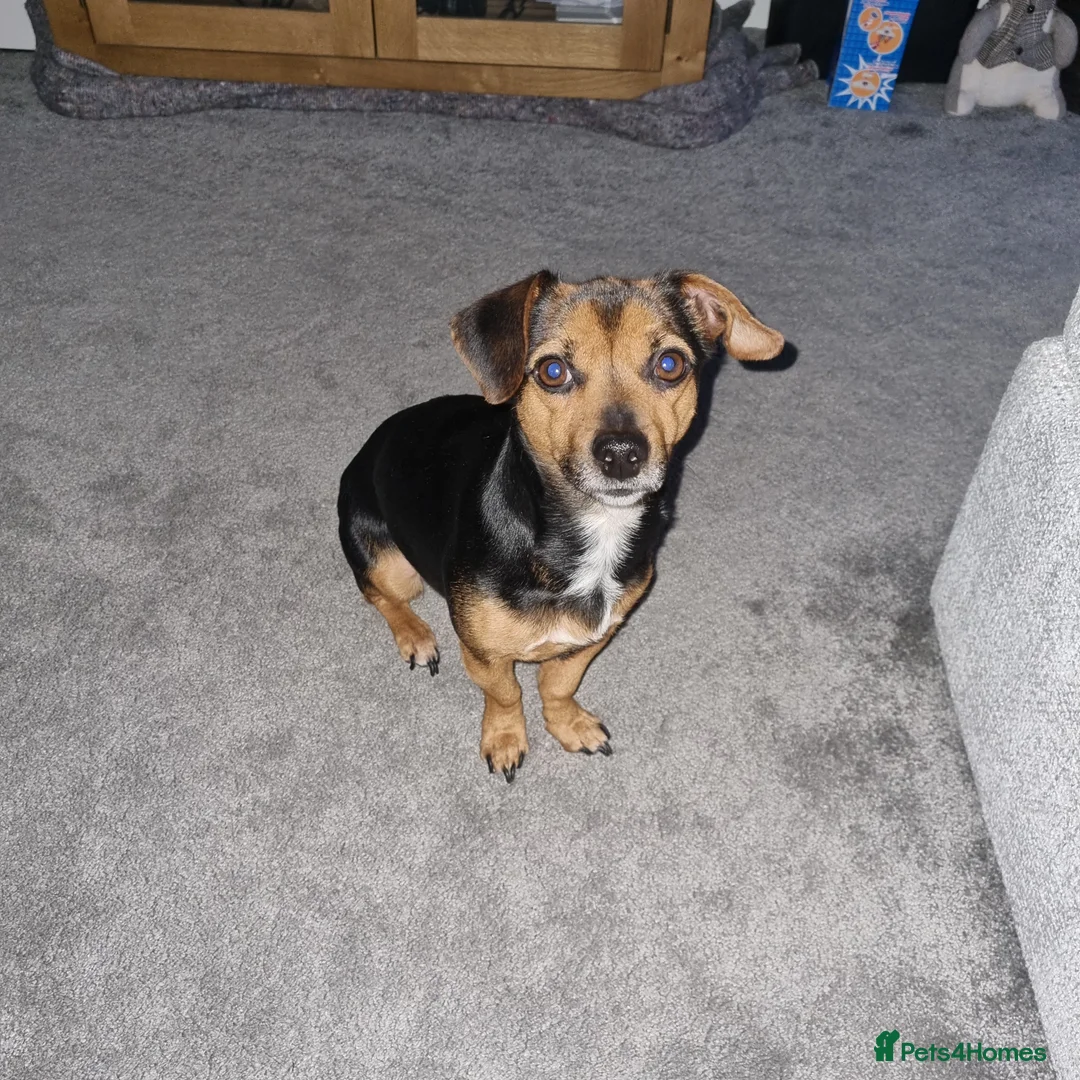 Jack Russell dogs for sale: Jack Russel Terrier in York - Advert 1