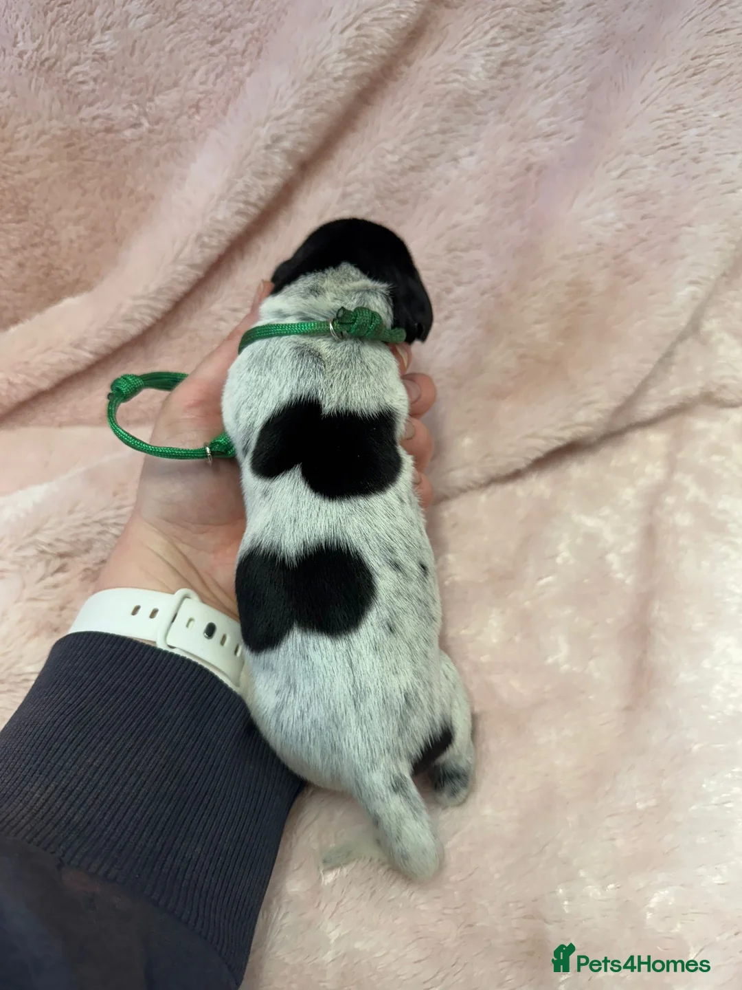 German Shorthaired Pointer dogs for sale: Gorgeous Green Short Haired Pups - Serbian Blood - Advert 7