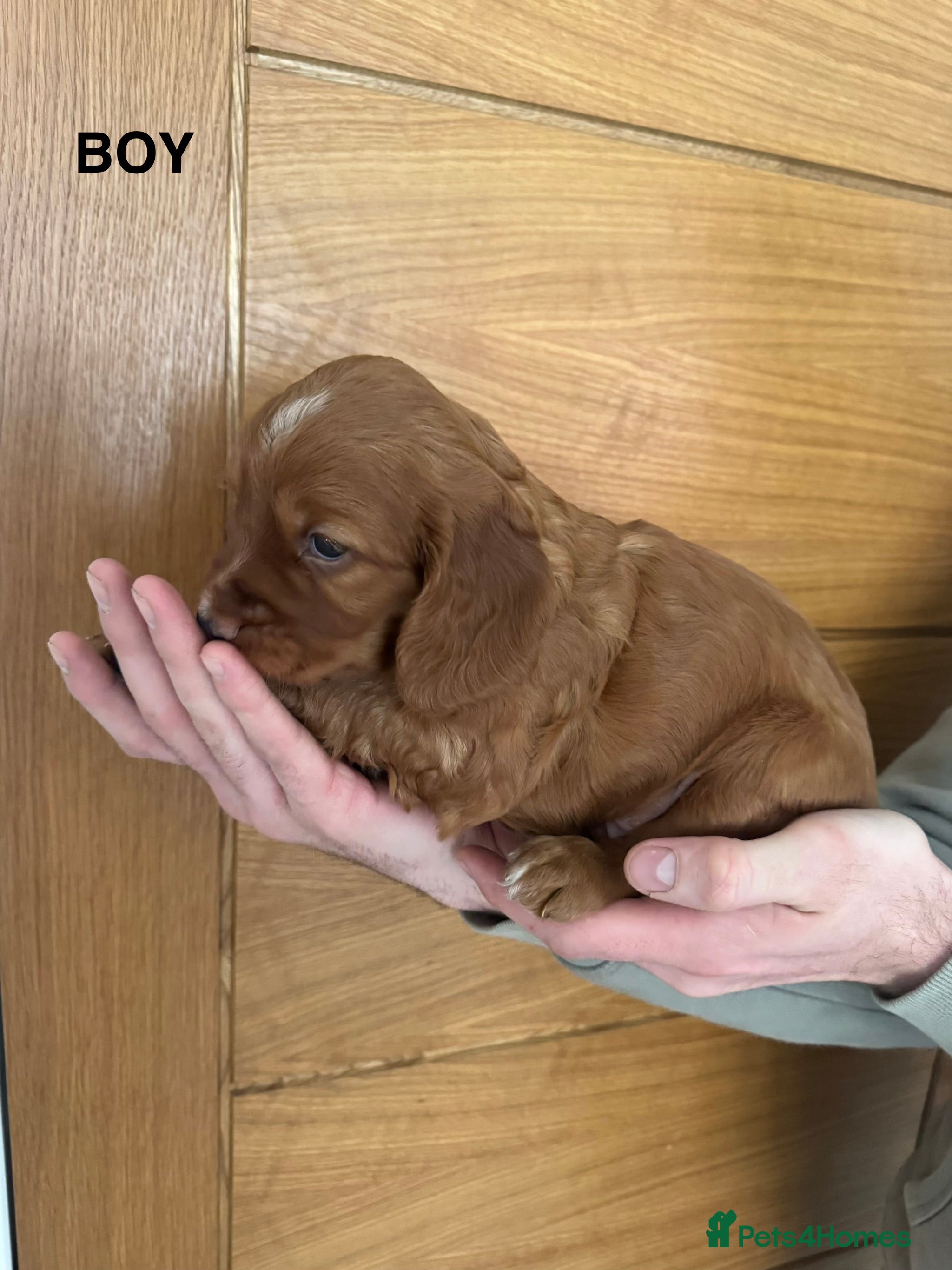 Cocker Spaniel dogs Golden Working Cocker Spaniel BOY - Advert 12