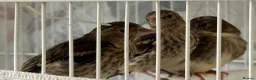 Finches birds for sale: Mules  in Hemel Hempstead - Advert 5
