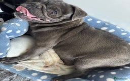 Pug dogs for sale: Beautiful Pug Puppies Male Female - Image 19