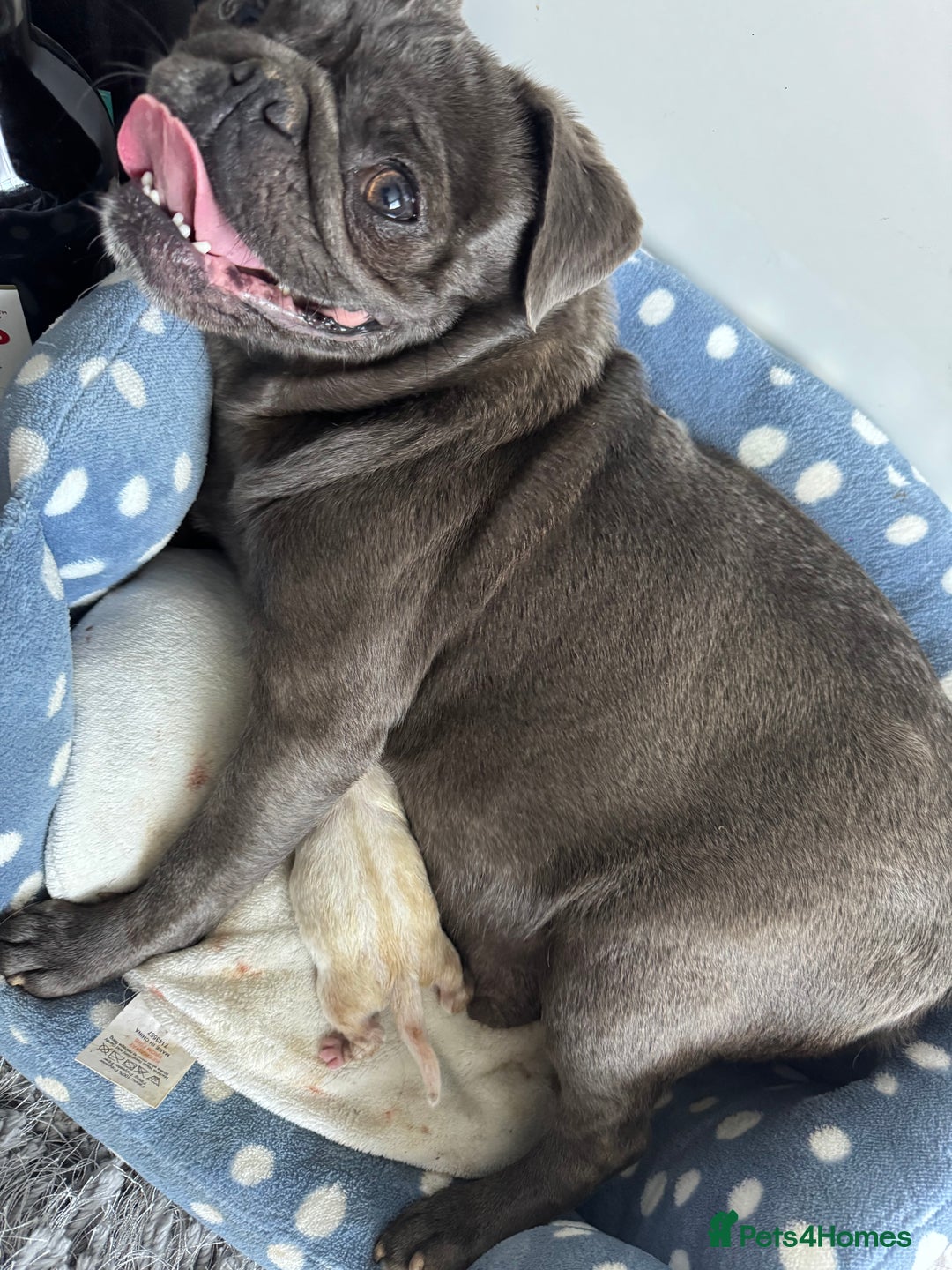 Pug dogs for sale: Beautiful Pug Puppies Male Female - Image 19