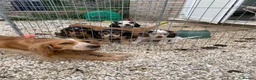 Cocker Spaniel dogs for sale: Show x working pups - Advert 1