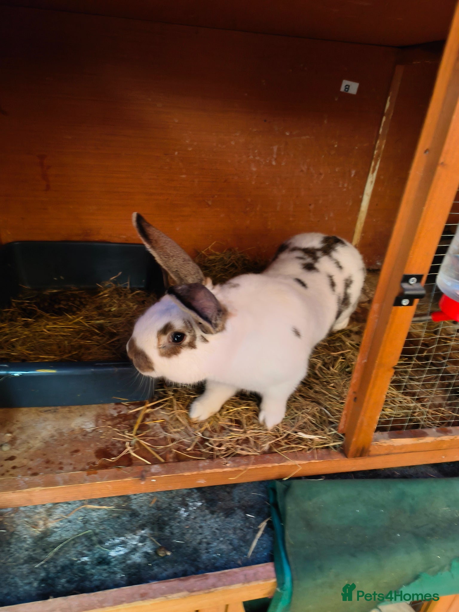 Giant Papillon rabbits Papillon giant  - Advert 1