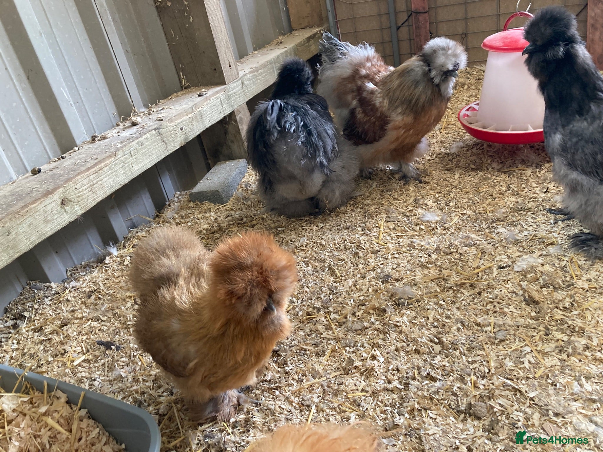 Hens poultry USA Silkie trio - Advert 2
