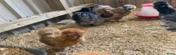 Hens poultry for sale: USA Silkie trio - Advert 2