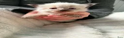 Ragdoll cats for sale: Mink ragdoll kittens  - Advert 13