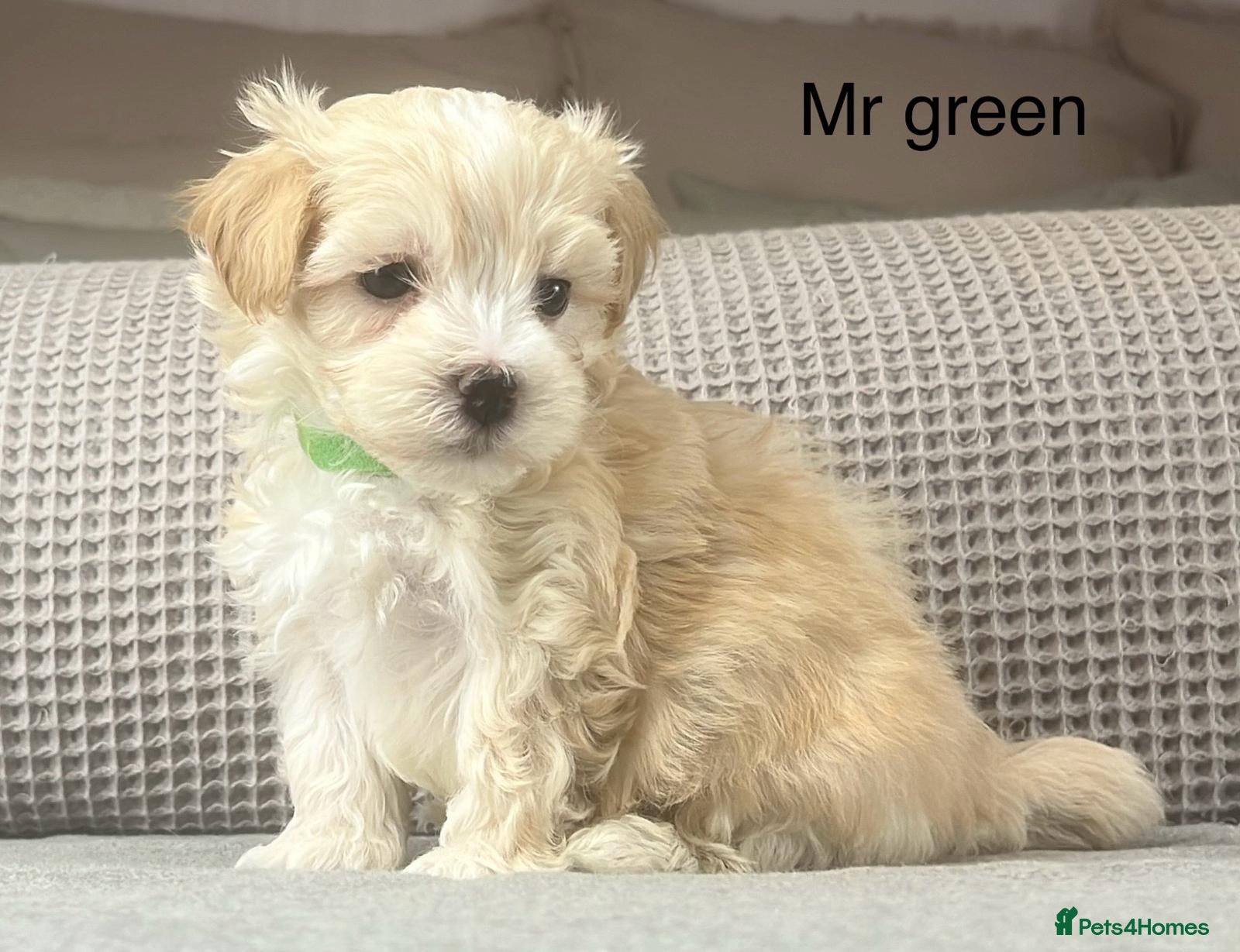 Maltipoo dogs F1b Maltipoo Mum. KC Maltese dad - Advert 1