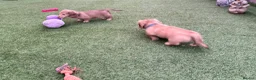 Miniature Dachshund dogs for sale: Champion Line KC Mini Longhair Dachshund Pups - Advert 12