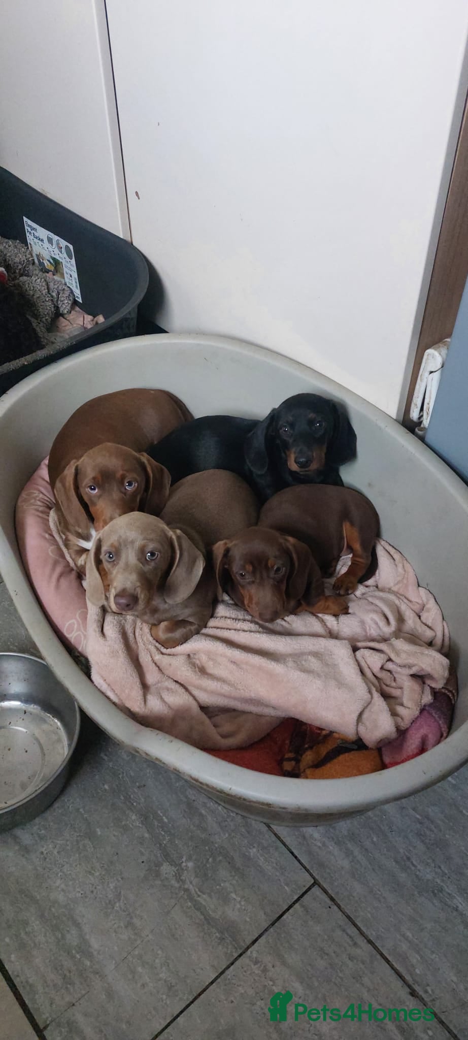 Dachshund dogs Six sausage dog babies  - Advert 21