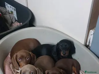 Dachshund dogs Six sausage dog babies - Advert 21
