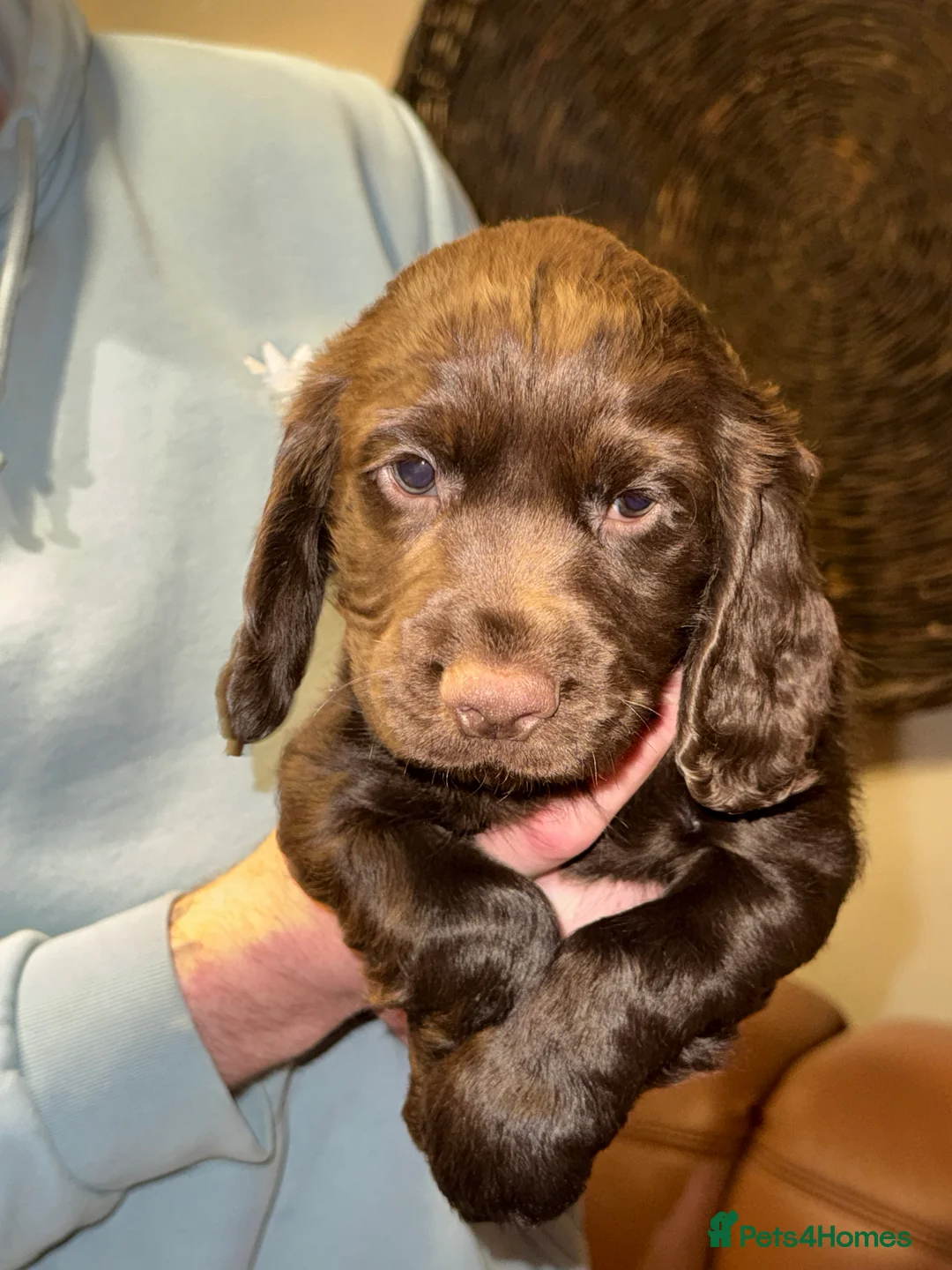 Cocker Spaniel dogs for sale: Stunning KC registered Cocker Spaniel Pups - Advert 7