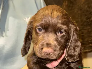 Cocker Spaniel dogs Stunning KC registered Cocker Spaniel Pups - Advert 5