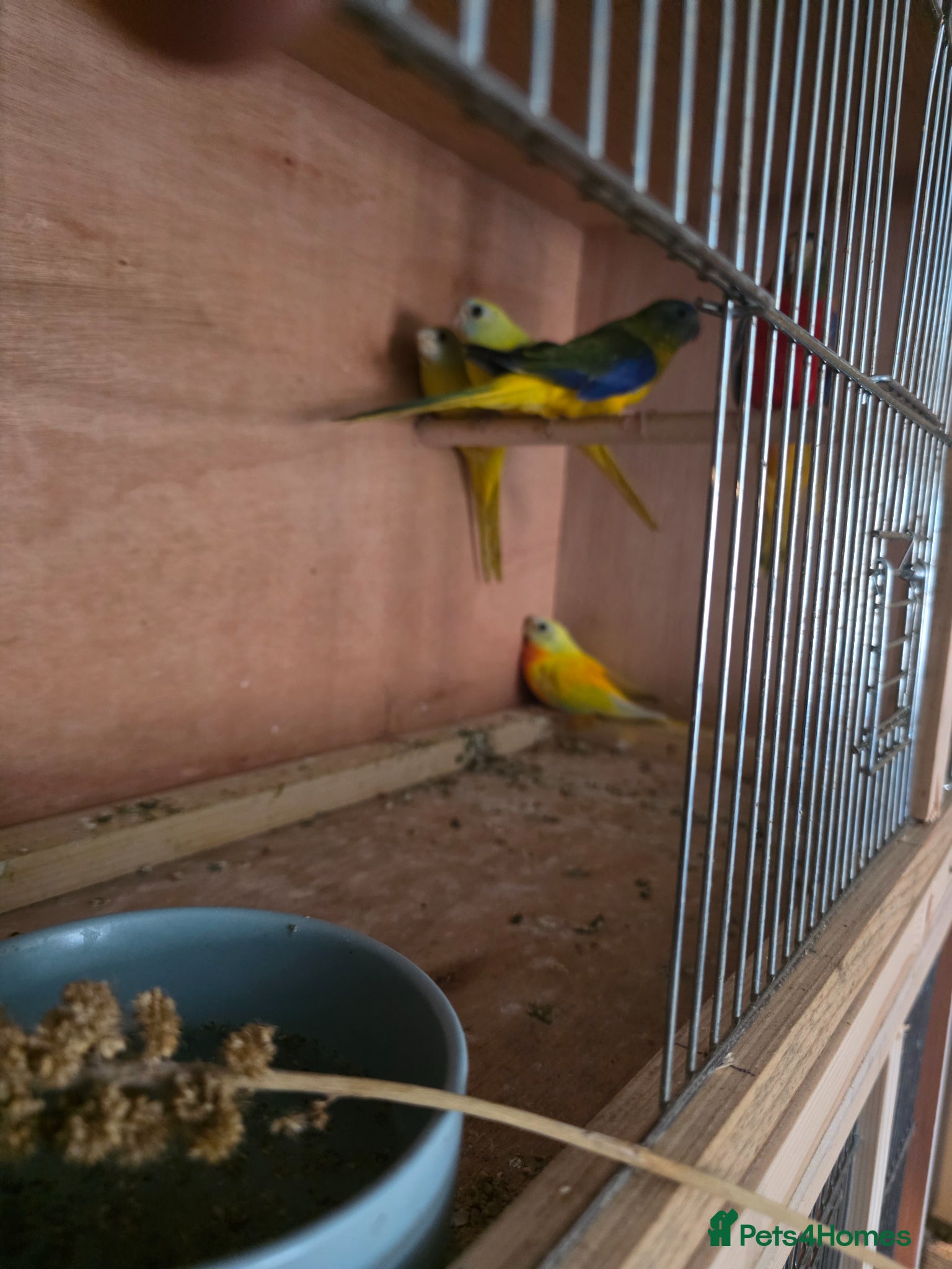 Parakeets birds Turks  - Advert 2