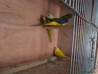 Parakeets birds Turks - Advert 2