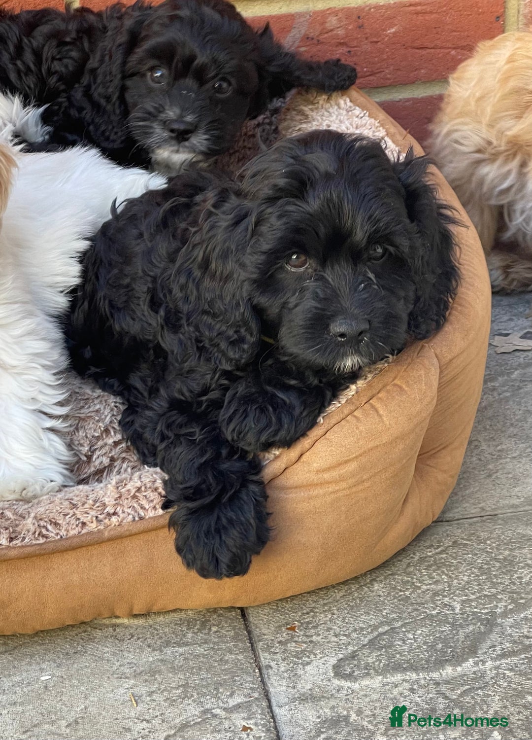 Cavapoo dogs for sale: Adorable Healthy Cavapoo Puppies  - Image 1