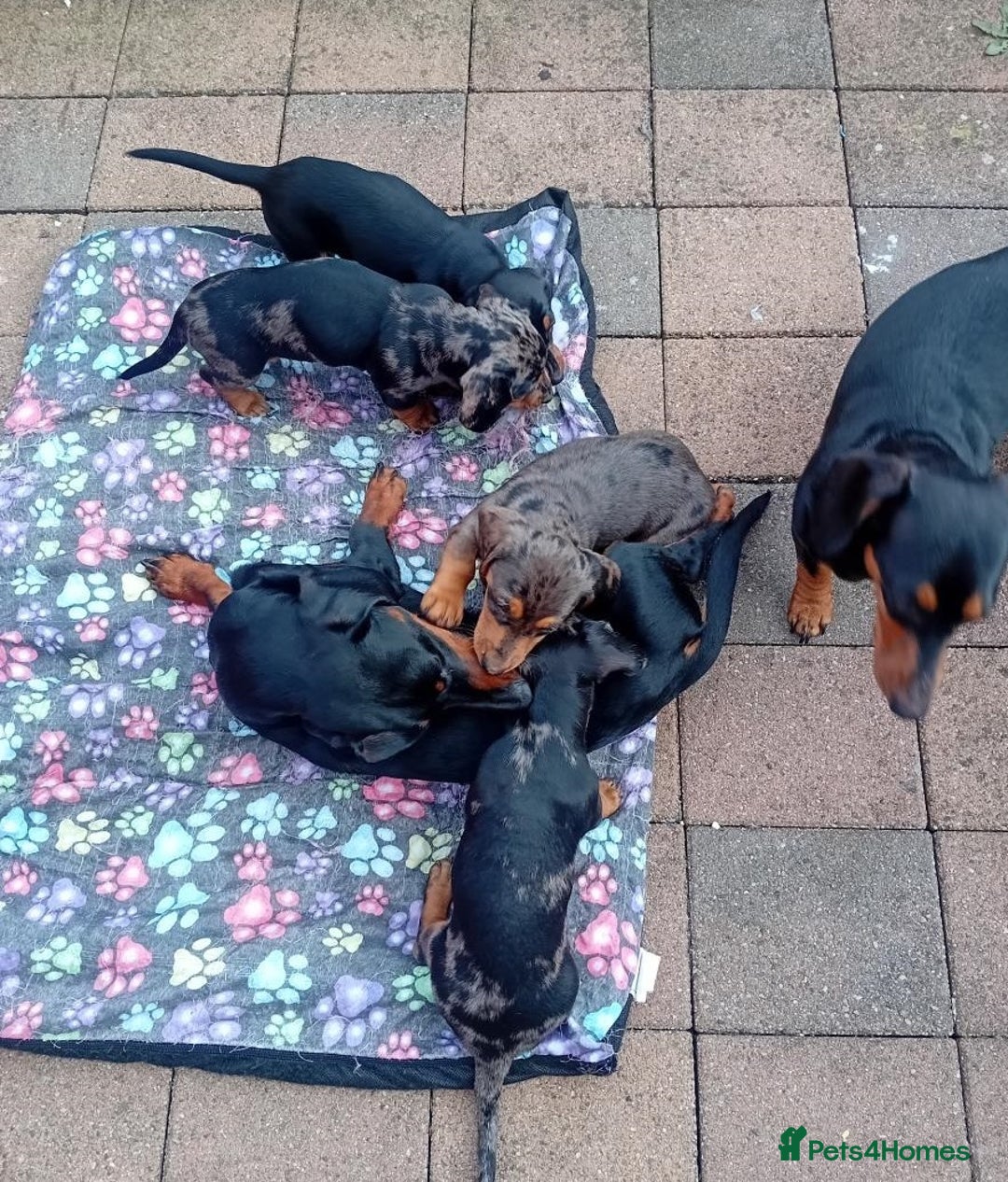 Miniature Dachshund dogs for sale: Affordable mini doxies for loving homes - Image 7