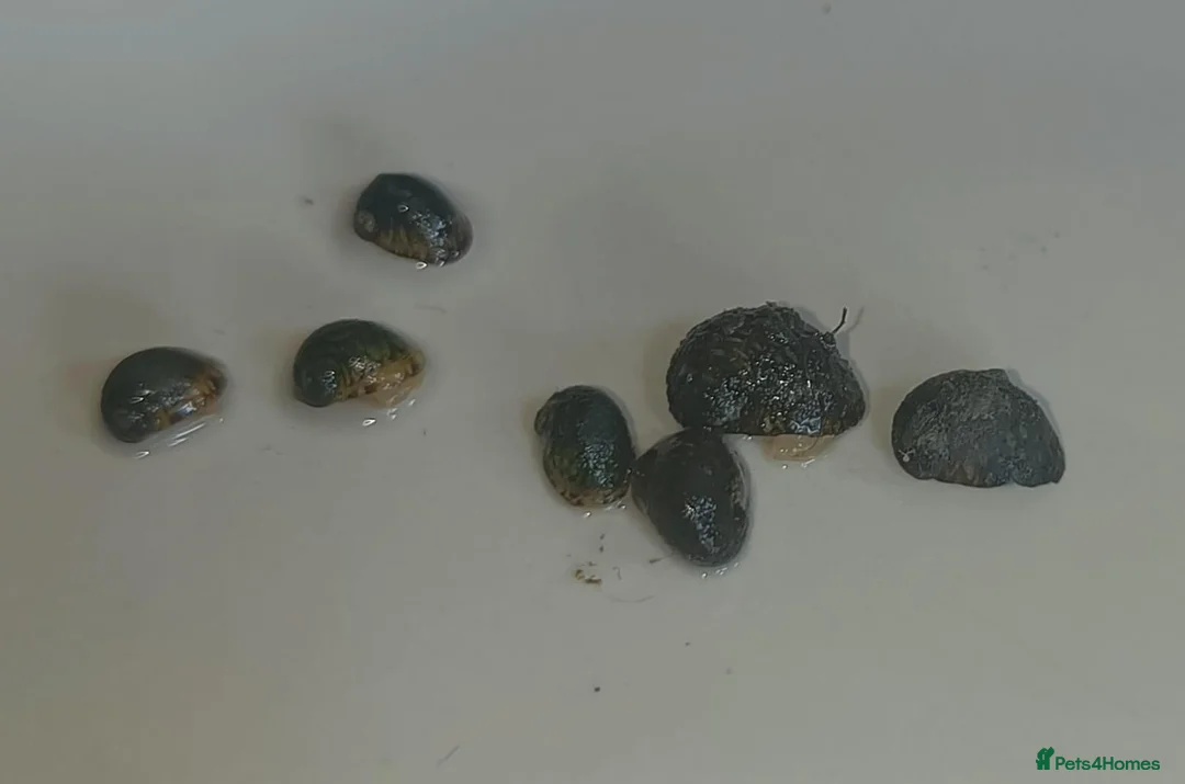 Snails fish for sale: Nerite snails true fresh water - Advert 4