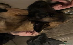 Mixed Breed dogs for sale: Cane Corso x Belgian Malinois - Image 7