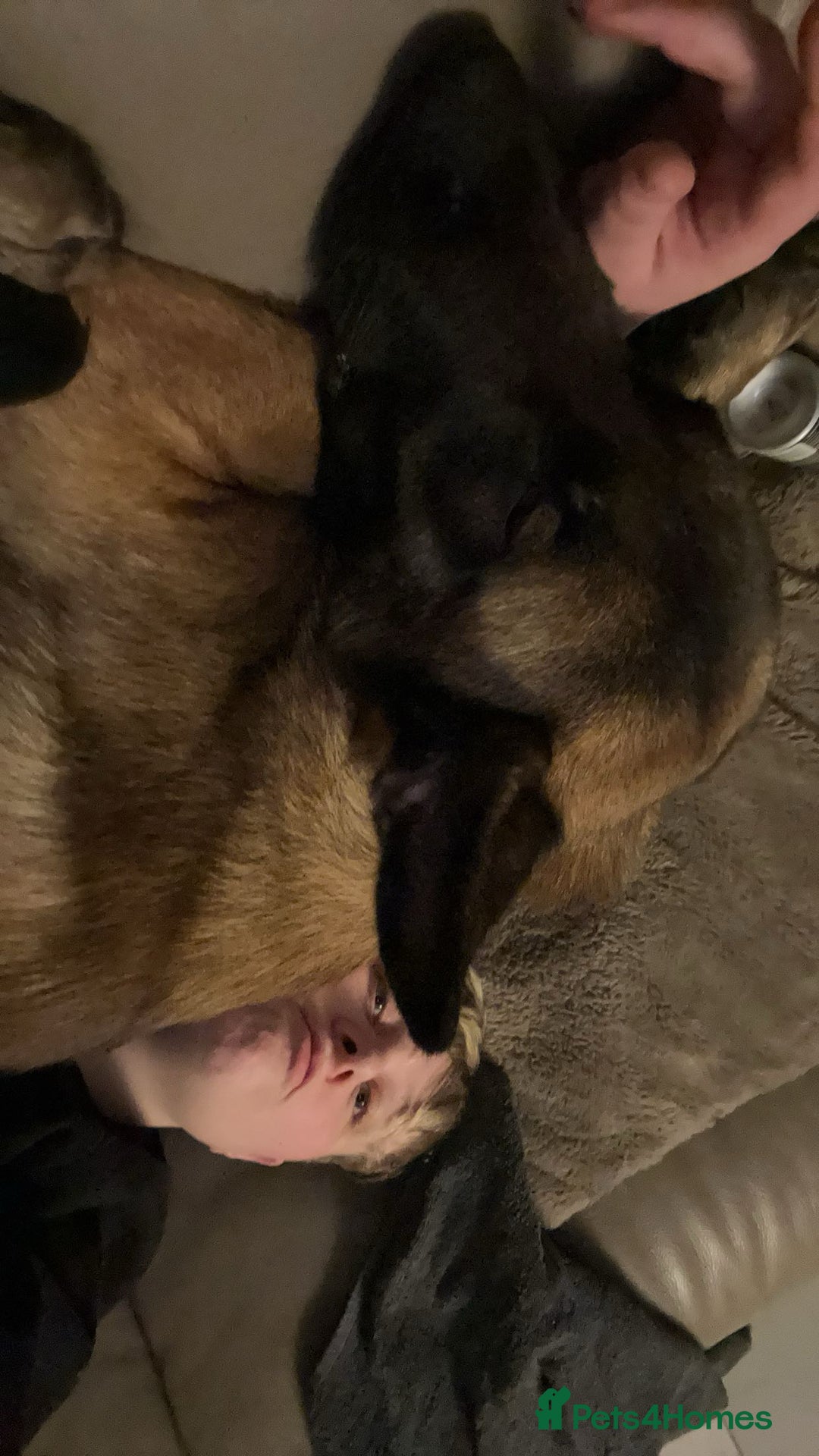 Mixed Breed dogs for sale: Cane Corso x Belgian Malinois - Image 7