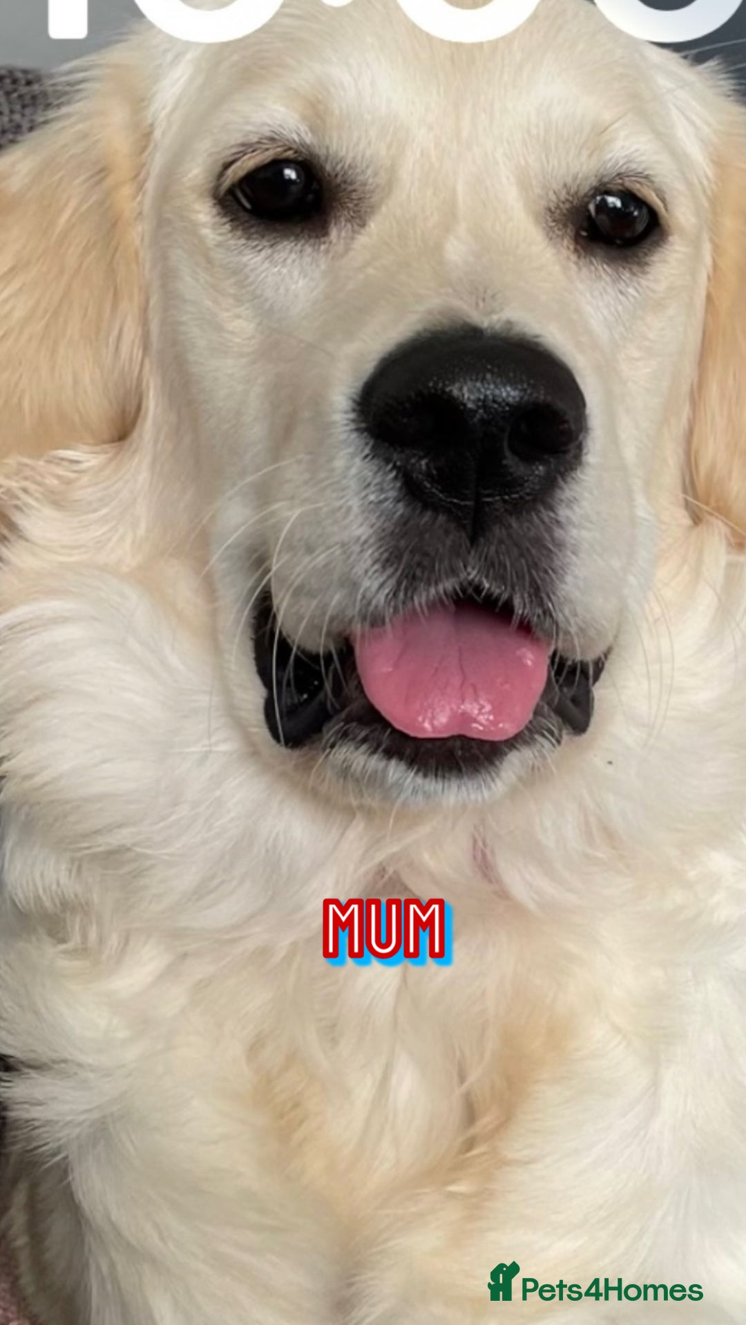 Golden Retriever dogs for sale: Quality KC golden retriever puppies  - Image 30