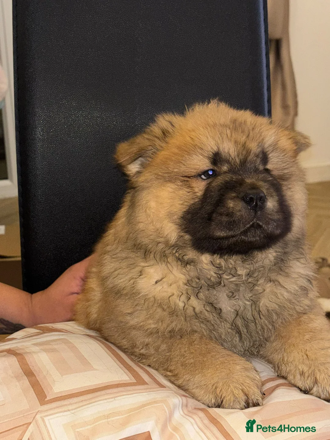 Chow Chow dogs for sale: Stunning Chow Chow Puppies Luxi Chow × Royal Chows - Advert 12