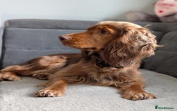 Cocker Spaniel dogs for sale: Kc Reg - Working Cocker Spaniel Puppies DNA Tested - Advert 14