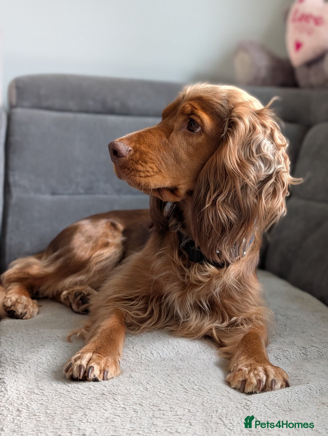 Cocker Spaniel dogs for sale: Kc Reg - Working Cocker Spaniel Puppies DNA Tested - Advert 14