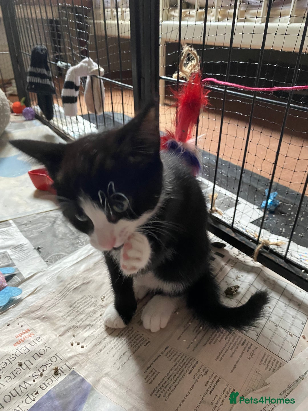 Mixed Breed cats for sale: Friendly kittens looking for homes ! - Image 12