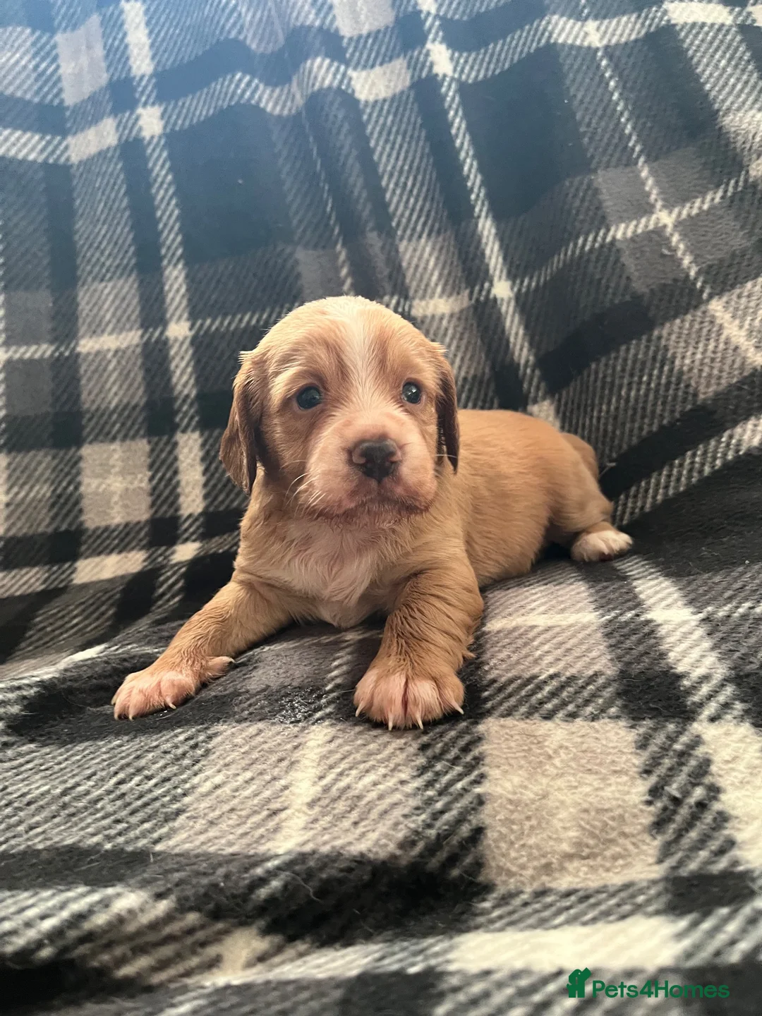 Cocker Spaniel dogs for sale: Working cocker pups  - Advert 12