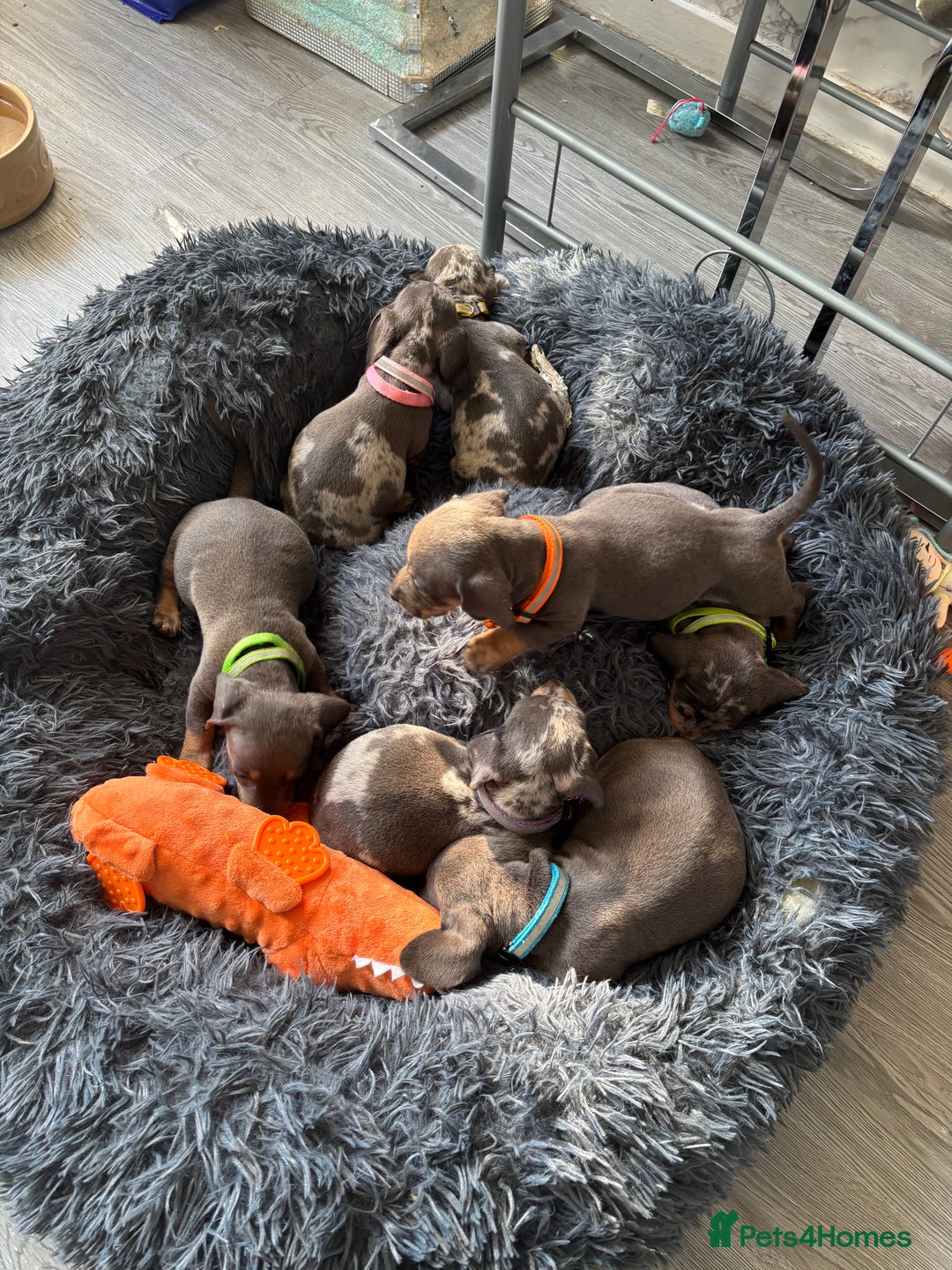 Dachshund dogs for sale: 7 beautiful dachshund baby’s  - Image 12