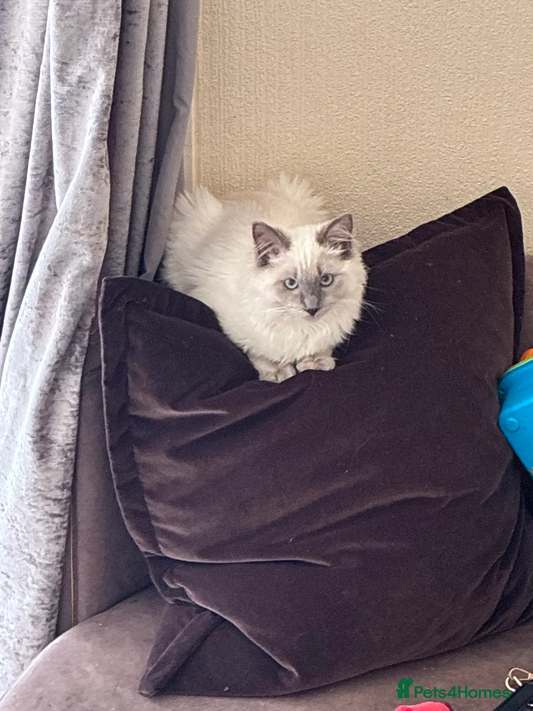 Ragdoll cats for sale: Cloudy the ragdoll  in Edinburgh - Advert 2
