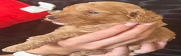 Cockapoo dogs for sale: Cockapoo pups ❤️ in Rhyl - Advert 7