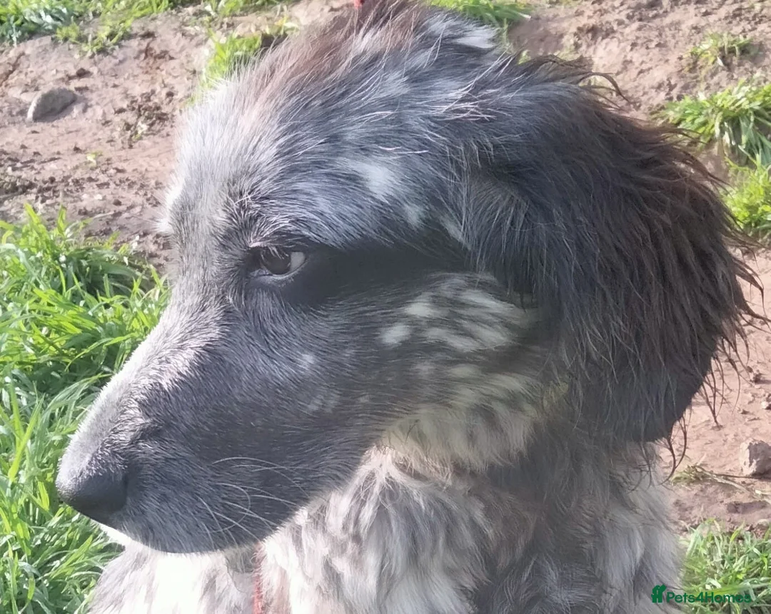 English Setter dogs for adoption: Tigger - Advert 2