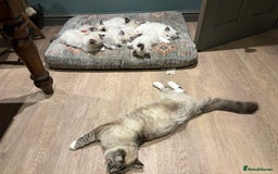 Ragdoll cats for sale: 4 Beautiful Female Ragdoll kittens for sale  - Image 28