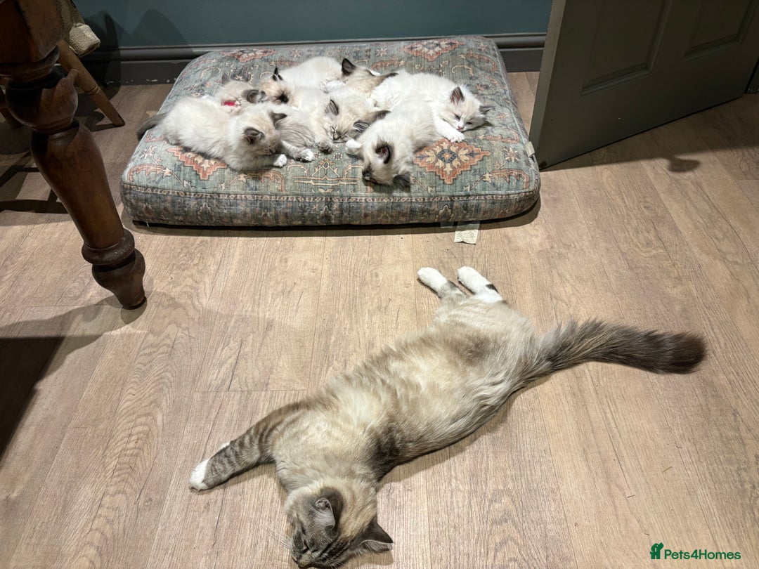 Ragdoll cats for sale: 4 Beautiful Female Ragdoll kittens for sale  - Image 28