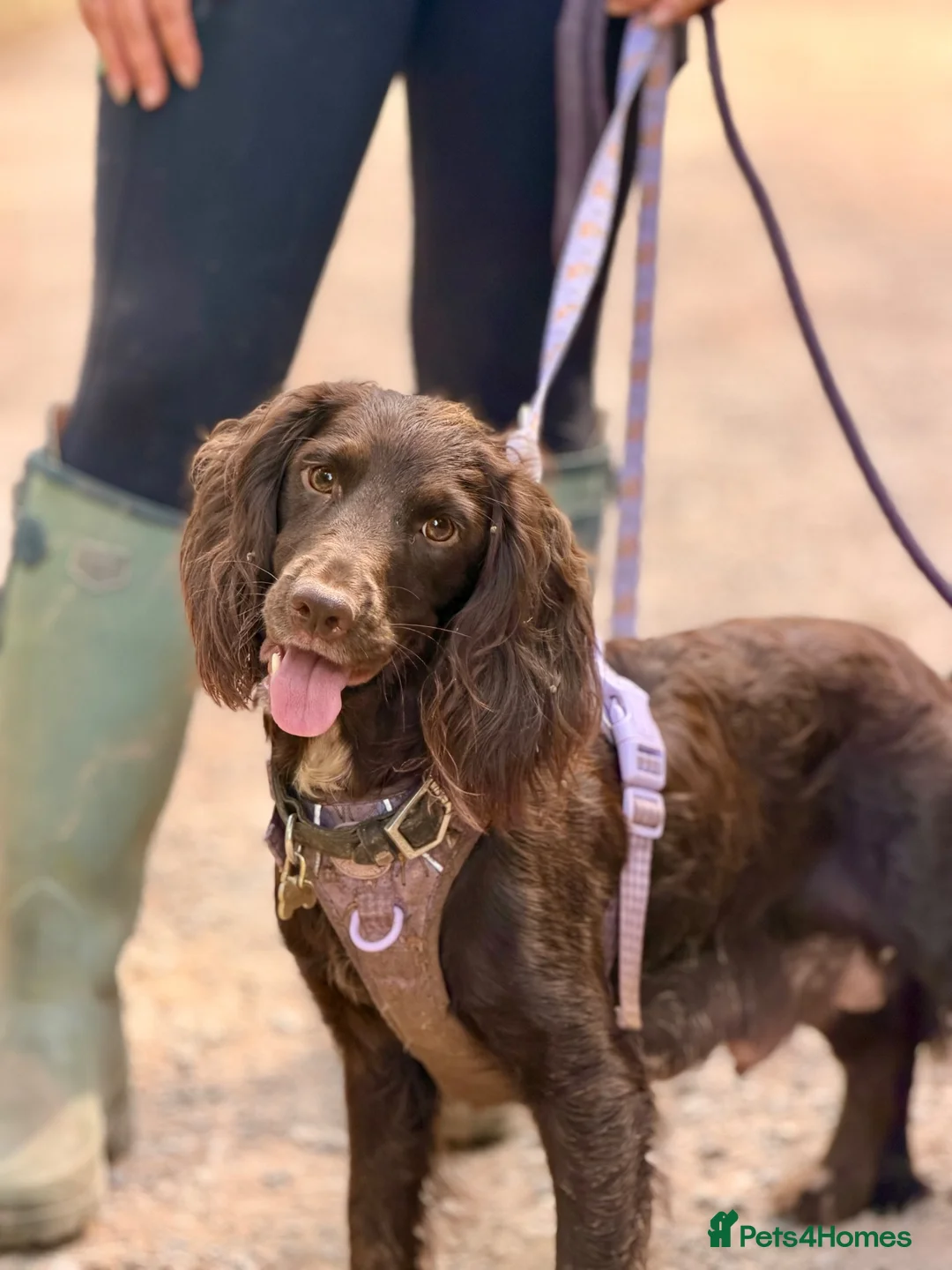 Cocker Spaniel dogs for sale: 3 BEAUTIFUL WORKING COCKER SPANIEL BOYS - Advert 2
