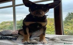 Australian Kelpie dogs for sale: Australian Kelpie 6 months male - Advert 8