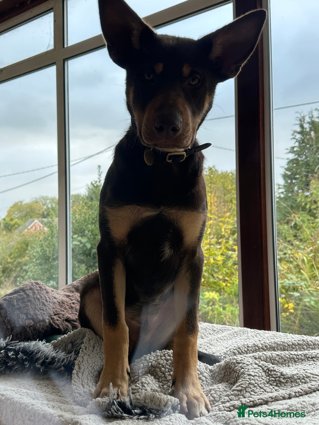 Australian Kelpie dogs for sale: Australian Kelpie 6 months male - Advert 8