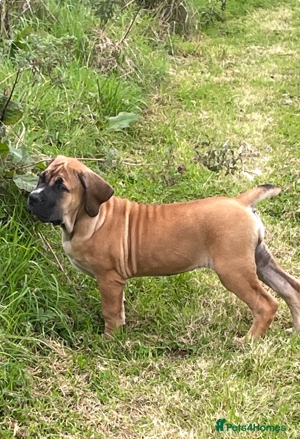 Boerboel dogs SABBS registered Boerboel puppy - Advert 2