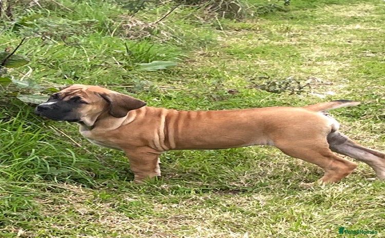 Boerboel dogs - Advert 2