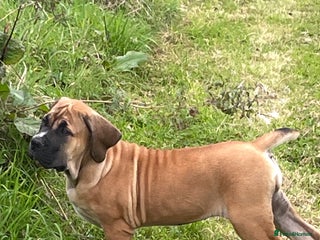 Boerboel dogs - Advert 23