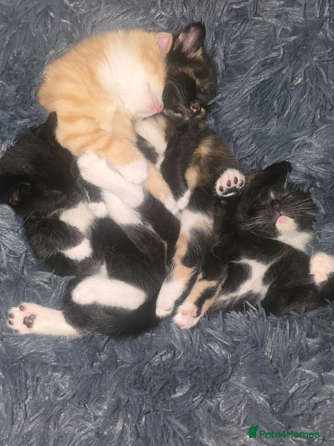 Mixed Breed cats for sale: Adorable Kittens (tri colour/ginger/tuxedo) Ready in Sheffield - Advert 3