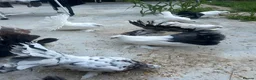 Pigeons birds for sale: Indian fantails - Advert 3