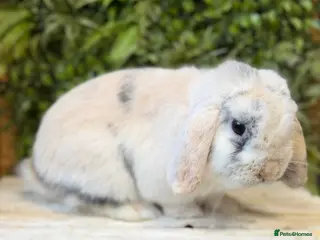 Mini Lop rabbits Mini lop buck - Advert 15