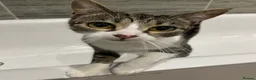 Mixed Breed cats for sale: Two sisters for rehoming - Advert 2