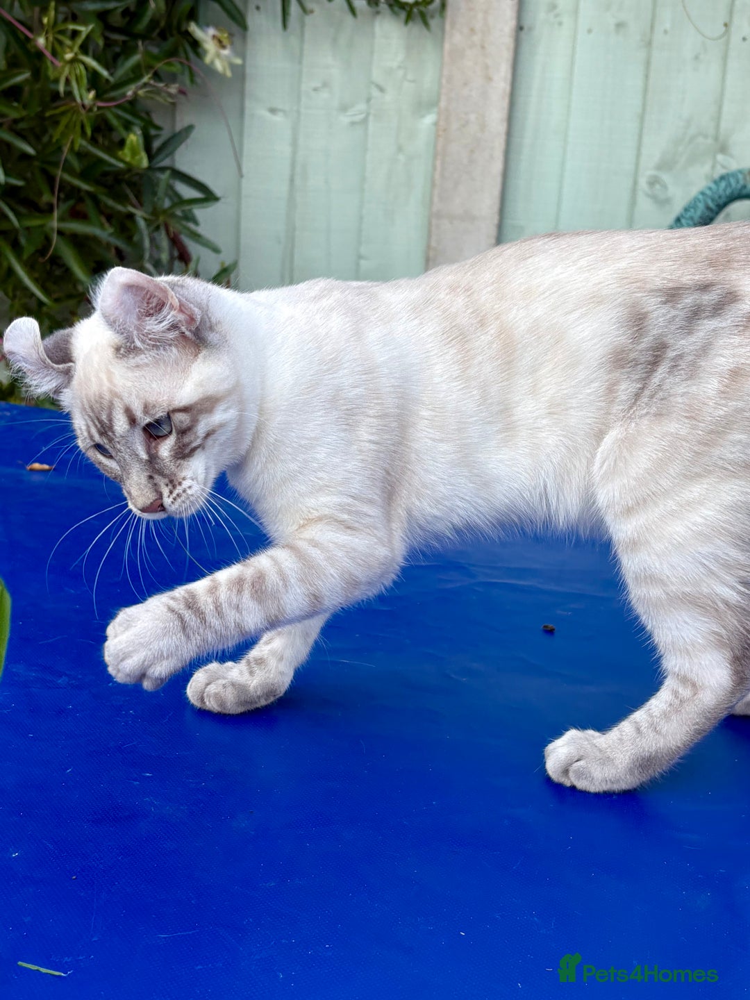 Bengal cats for sale: Stunning rare female  - Image 6